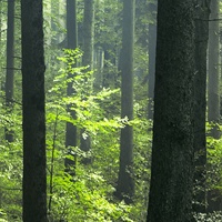 Papier peint mural en gros HD 3D Forêt brumeuse imperméable pour salon chambre à coucher Papier peint mural Forêt vert foncé