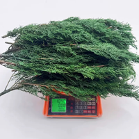 Kerstdecoratiemateriaal: Echte, natuurlijke, geconserveerde cipressen en natuurlijke dennen voor bruiloft- en huisdecoratie