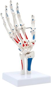 Modelo Anatómico <span class=keywords><strong>de</strong></span> Articulación <span class=keywords><strong>de</strong></span> la Mano Humana en Exhibición, Modelo Médico para Educación del Paciente y Entrenamiento Médico, Modelo Realista con Certificación CE/ISO - Product Image 4