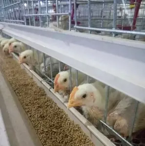 3/4/5 Tingkatan Cewek Animal Farm Unggas Peralatan Sepenuhnya Otomatis Ayam Broiler Kandang Baterai Sistem Meningkatkan Rumah Burung untuk pakistan