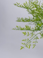 Bambou vert artificiel décoratif, 1 pièce, décoration intérieure et extérieure