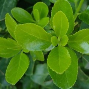 ホリー葉エキスとホリー葉パウダー - Product Image 2