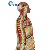 Modèle de soulagement du système nerveux autonome humain Modèle d'anatomie nerveuse sympathique en PVC pour l'enseignement de la neurologie médicale