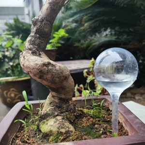 Lớn 25.5Cm Rõ Ràng Trong Suốt Nhà Máy Tưới Nước Quả Cầu Nhựa Tự Tưới Nước Bóng Đèn Bóng Vườn Nước Thiết Bị Gai Cọc - Product Image 3