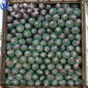 <span class=keywords><strong>Filet</strong></span> <span class=keywords><strong>d</strong></span>'<span class=keywords><strong>ombrage</strong></span> Mono Hdpe <span class=keywords><strong>pour</strong></span> le jardin <span class=keywords><strong>Filet</strong></span> <span class=keywords><strong>d</strong></span>'<span class=keywords><strong>ombrage</strong></span> tricoté <span class=keywords><strong>pour</strong></span> l'horticulture et la maison verte <span class=keywords><strong>pour</strong></span> ombrager les semis de <span class=keywords><strong>tomates</strong></span> de la lumière UV et des insectes - Product Image 6