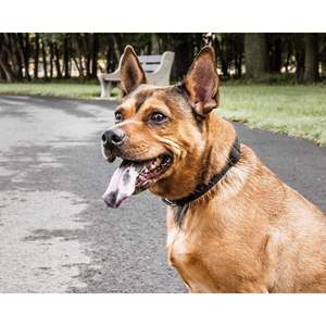 ดีบี เพ็ท ไลฟ์ แอโร เมชปลอกคอสุนัขสีดำขนาดเล็กปรับได้ ระบายอากาศได้ดี ปิดด้วยหัวเข็มขัดตาข่าย สำหรับสุนัขทุกฤดูกาล - Product Image 6