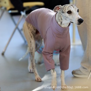 Camiseta de Cuello Alto de Color Sólido para Primavera, para Perros <span class=keywords><strong>Galgo</strong></span> Italiano y Whippet, Estilo Casual, Modelo CHOUCHOU-196 - Product Image 6