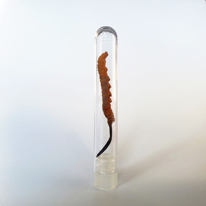 Tube à essai en verre Tianjing Cordyceps 3 ml à fond plat avec bouchon, en borosilicate de haute qualité, pour le stockage d'herbes - Product Image 4