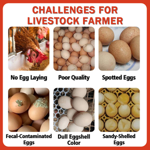 Prémélange pour poules pondeuses en période de pointe à 3% : Additifs alimentaires pour volailles |   Cycle de ponte long et production élevée d'œufs - Product Image 4