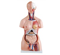 Modelo Anatómico de PVC de 85 cm para Ciencias Médicas - 23 Partes, Modelo de Torso de Ambos Sexos, para Enseñanza Escolar, Demostración Anatómica Detallada
