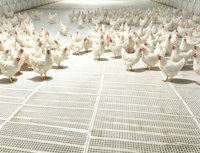 Équipement d'élevage avicole, hautement stable et bien ventilé, adapté à l'élevage de poulets, de canards et d'oies