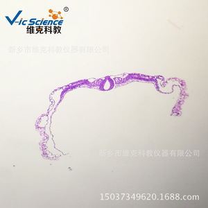 Factory direct supply of biological slides, chicken embryo sections, and <b>microscopic</b> tissue/embryo sections. - Product Image 5