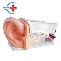 Modèle d'oreille HC-S255, nouveau modèle d'oreille anatomique de grande taille, modèle d'anatomie de l'oreille, éducation médicale