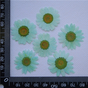 20mm-30mm Natural flor prensada en seco DIY accesorios de joyería Margarita prensada seca para funda de teléfono postal decoración artesanal - Product Image 4