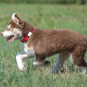 2023 Nieuwe Ontwerp Verstelbare Nylon Hondenhalsband Nacht Veiligheidsreflector Strip Gepersonaliseerde Naamplaatje Hondenhalsband - Product Image 6