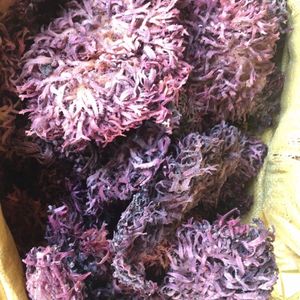 Musgo de mar irlandés púrpura <span class=keywords><strong>Chondrus</strong></span> <span class=keywords><strong>Crispus</strong></span> planta entera seca para hacer Gel - Product Image 3
