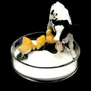 Prezzo di fabbrica fosfato dicalcico (<span class=keywords><strong>DCP</strong></span>) potenziatore nutrizionale additivi alimentari - Product Image 4