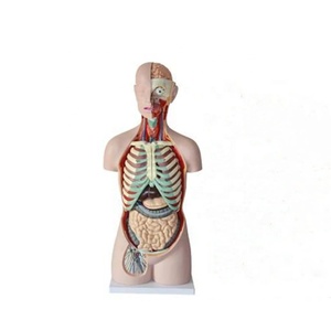 DARHMMY 85 cm Modèle de torse anatomique <span class=keywords><strong>humain</strong></span> en PVC à dos ouvert <span class=keywords><strong>asexué</strong></span> avec 17 pièces pour les sciences médicales - Product Image 1