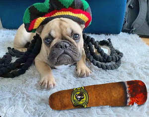 Juguetes Divertidos para Perros, Juguetes de Peluche con Sonido, Juguetes de Peluche para Perros Medianos, Pequeños y Grandes, Juguetes Masticables para Perros Mordedores Agresivos - Product Image 4