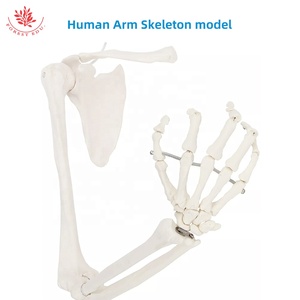 Modelo de Esqueleto Humano, Mano, <span class=keywords><strong>Ulna</strong></span>, Radio, Húmero con Modelo de Escápula y Clavícula (Tipo Colgante), Modelo de Hueso de Miembro Superior - Product Image 2