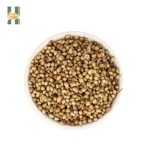 SFG Suppliers Wholesale Coriander Seeds Natural Organic Spices and Herbs Dried Coriander Seeds Price