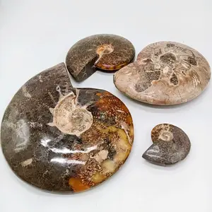 Wholesale Natural Spotted Snail Fossils Ammonite Conch Fossils Chrysanthemum Specimen Fossil