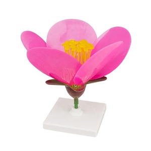 Nuovo arrivo 3d modello educativo fiore di pesco per <span class=keywords><strong>botanica</strong></span> - Product Image 1