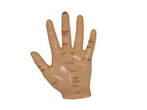 نموذج الوخز بالإبر اليدوي 13 ، مانيكان بنقطة الوخز بالإبر TCM ، نموذج يد تعليمي دقيق للوخز بالإبر - Product Image 3