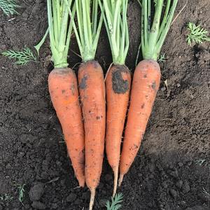 Çin taze organik havuç en çok satan sağlıklı sebze çiftlik en düşük fiyatlar - Product Image 6