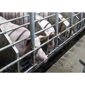 Caisses de gestation porcine personnalisées en vente chaude Cage de maternité pour truies porcines avec mangeoire Équipement de ferme porcine galvanisé - Product Image 2