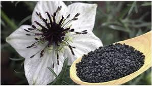 Semillas de Nigella Sativa de grado alimenticio de alta calidad, Kalonji puro y comino negro en polvo, alimentos saludables y especias, precio al por mayor - Product Image 3