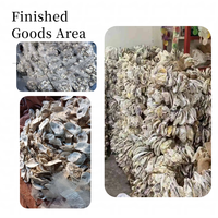 Coquillages naturels mélangés en vrac, vente en gros, multiples variétés, coquilles de conques pour aquarium, décoration intérieure, artisanat DIY, marque JS, origine Hebei