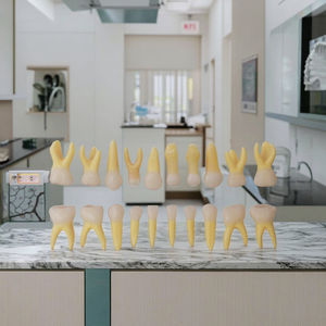 Modelo dental <span class=keywords><strong>de</strong></span> plástico primario dientes humanos modelo <span class=keywords><strong>de</strong></span> <span class=keywords><strong>enseñanza</strong></span> anatómica Modelo <span class=keywords><strong>de</strong></span> Educación <span class=keywords><strong>de</strong></span> <span class=keywords><strong>Ciencias</strong></span> Médicas - Product Image 3