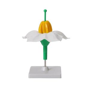 Modelo de Estructura de Flor de Papa Ampliada 5 Veces con Base Desmontable, Modelo de Anatomía Floral para la Enseñanza de Biología - Product Image 4
