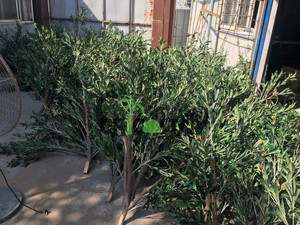 Cây ô liu nhân tạo trang trí cảnh quan, thân cây làm bằng sợi thủy tinh tùy chỉnh - Product Image 4