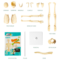 Modèle de squelette anatomique miniature du corps humain de 30 cm pour l'école