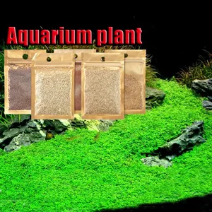 Aquarium de qualité Graines de plantes Aquarium véritable plante