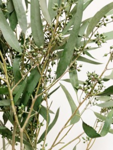 Real Exotica Eucalipto Flor Preservada Plantas de Flores Secas para Floristerí<span class=keywords><strong>a</strong></span> Suministros para Eventos en Casa Bodas Navidad Dí<span class=keywords><strong>a</strong></span> DE LA Madre - Product Image 4