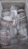 Paquet de coquillages de grande taille 4-7 pouces pour décoration, vaisselle européenne, coquillage de mer, en vrac, vente en gros