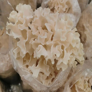 DETAN satmak karnabahar mantar tohum ekimi karnabahar mantar spawn satılık - Product Image 2