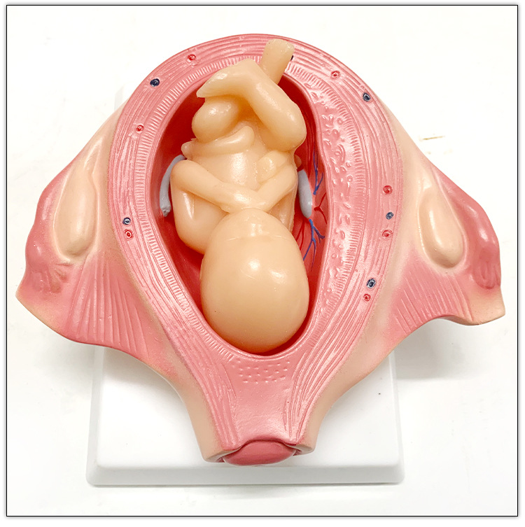 PVC Fetus Uterus Human Anatomical Teaching Models For Practice Teaching