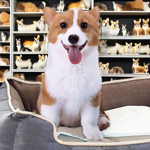 2026 Alèses d'apprentissage de la propreté pour chiots, jetables, en coton, personnalisées, avec indicateur de frottement, super absorbantes, technologie SAP japonaise, écologiques, 56*56 - Product Image 4