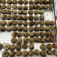 Pompons en fourrure de raton laveur détachables à clipser, vente chaude, 15 cm, fourrure véritable