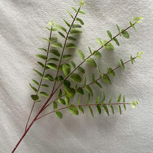 Ramas de <span class=keywords><strong>eucalipto</strong></span> Redondas de Plástico decorativas para el hogar, hojas artificiales de árbol, dinero, YOPIN-1157 - Product Image 5