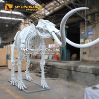 V-esqueleto de dinosaurio de tamaño completo, para museo, Original