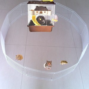 Golden Bear erizo conejillo de indias mascota valla suelta actividad libre gran espacio <span class=keywords><strong>Parque</strong></span> Deportivo - Product Image 5