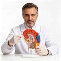 Modèle d'anatomie du cerveau humain à sections sagittales multicolores pour l'enseignement