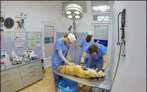 หลอดไฟ LED สำหรับไฟผ่าตัดแบบติด<span class=keywords><strong>เพดาน</strong></span> ไฟพกพาเคลื่อนที่สำหรับการผ่าตัดและสัตวแพทย์ ทำจากอลูมิเนียมอัลลอยด์ ความสว่าง 100,000 ลักซ์ - Product Image 4