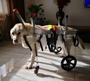 Fauteuil roulant d'<span class=keywords><strong>occasion</strong></span> <span class=keywords><strong>pour</strong></span> grands chiens, pattes arrière, 2 à 4 roues, fauteuil roulant en aluminium, fauteuil roulant réglable <span class=keywords><strong>pour</strong></span> chiens de grande race - Product Image 5