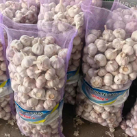 Ail frais blanc pur de Shandong, Chine, conformité normes UE, nouvelle récolte, fournisseur en gros à vendre sur ALIBABA